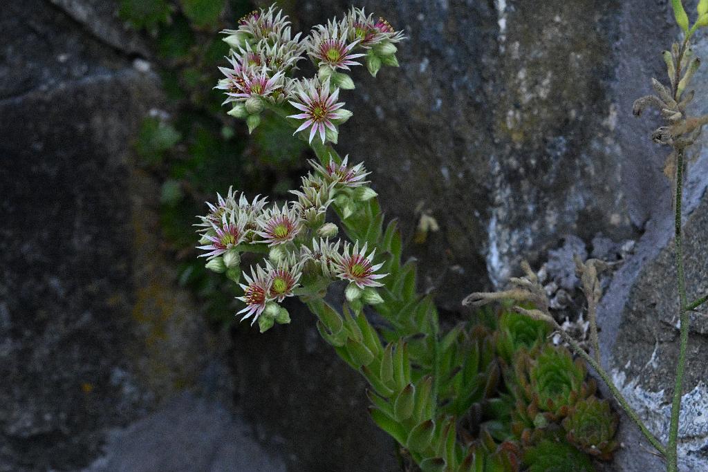 2025-07179616 Tower Hill Botanic Garden, MA.JPG - Hens and Chicks (Sempervivum). New England Botanic Garden at Tower Hill, MA, 7-17-2025